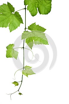 Grape-leaves