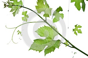 Grape-leaves