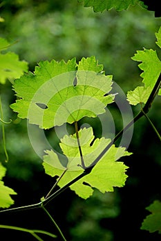 Grape leaves