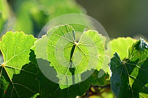 Grape leaves