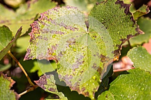 Grape leaves after autumn rain. Green foliage background