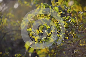 Grape leaves background