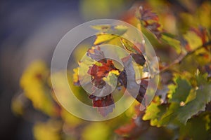 Grape leaves background