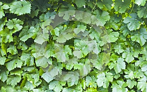 Grape leaves background. Vineyard pattern. Nature texture