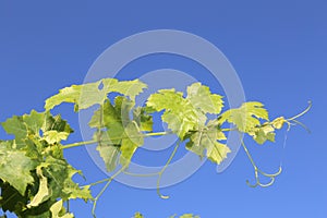 Grape leaves bathing in the sun with blue sky- travel to European wine country!