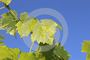 Grape leaves with blue sky- travel to European wine country!