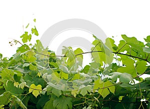 Grape leaves on a branch