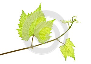 Grape leaves on branch with tendrils isolated on white background