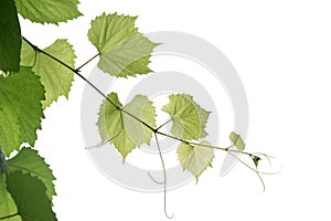 A grape leaves with branches on white isolated background for green foliage backdrop
