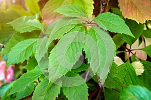 Grape leaves on the bush. ParthenocÃ­ssus insÃ©rta.