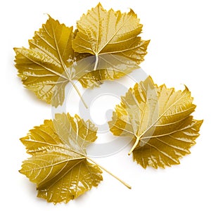 Grape leaves for dolma. Collection on white background