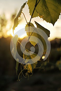 Grape leaves in front of a sunset