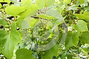 Grape leaves and fruits with drops after rain. Fresh spring leaves with water drops