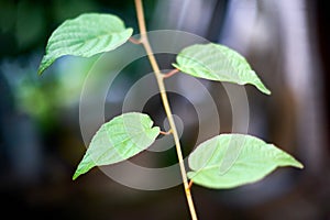 Grape leaves. Green vine leaves at sunny september day in vineyard. Soon autumn harvest of grapes for making wine, jam and juice