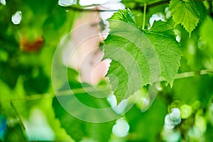 Grape leaves. Green vine leaves at sunny september day in vineyard. Soon autumn harvest of grapes for making wine, jam and juice