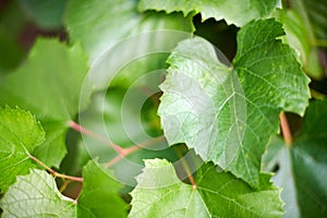 Grape leaves. Green vine leaves at sunny september day in vineyard. Soon autumn harvest of grapes for making wine, jam and juice