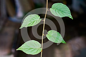 Grape leaves. Green vine leaves at sunny september day in vineyard. Soon autumn harvest of grapes for making wine, jam and juice