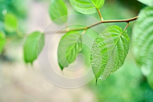 Grape leaves. Green vine leaves at sunny september day in vineyard. Soon autumn harvest of grapes for making wine, jam and juice