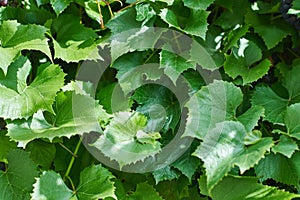 Grape leaves. Green vine leaves at sunny september day in vineyard. Soon autumn harvest of grapes for making wine, jam and juice