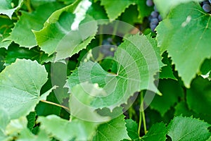 Grape leaves. Green vine leaves at sunny september day in vineyard. Soon autumn harvest of grapes for making wine, jam and juice