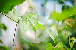 Grape leaves. Green vine leaves at sunny september day in vineyard. Soon autumn harvest of grapes for making wine, jam and juice