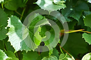 Grape leaves. Green vine leaves at sunny september day in vineyard. Soon autumn harvest of grapes for making wine, jam and juice