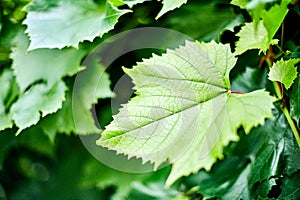 Grape leaves. Green vine leaves at sunny september day in vineyard. Soon autumn harvest of grapes for making wine, jam and juice