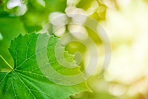 Grape leaves. Green vine leaves at sunny september day in vineyard. Soon autumn harvest of grapes for making wine, jam and juice