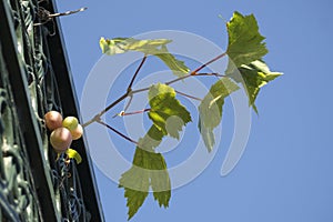 Grape leaves growing on forging iron