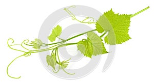 Grape leaves isolated photo