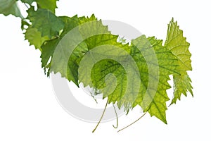 Grape leaves isolated on white.