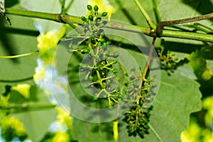 Grape leaves over defocused background of grapevine. Macro closeup