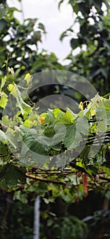 grape leaves after rain