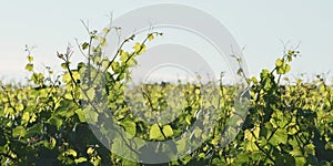 Grape leaves in sunlight