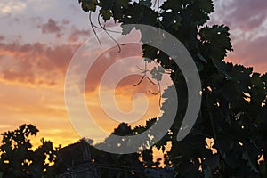 Grape leaves at sunset