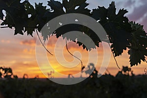 Grape leaves at sunset