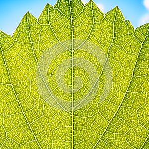 Grape leaves texture leaf background macro green light closeup