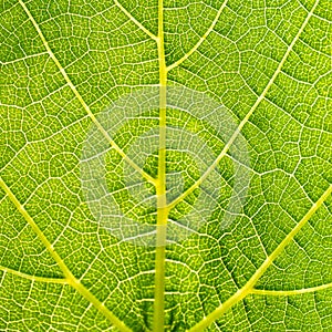 Grape leaves texture leaf background macro green light closeup