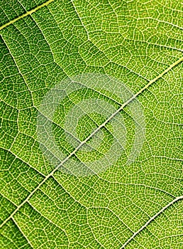 Grape leaves texture leaf background macro green light closeup