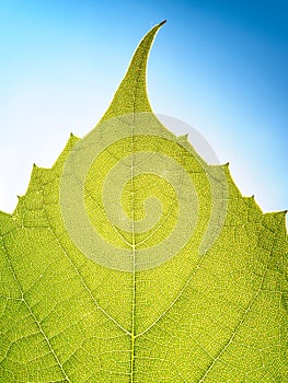 Grape leaves texture leaf background macro green light closeup