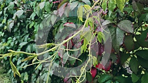 Grape leaves under the rain. Autumn rainy season.