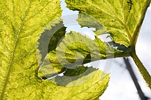 Grape leaves under the sun light macro.