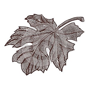 Grape leaves. vector illustration in engraving style