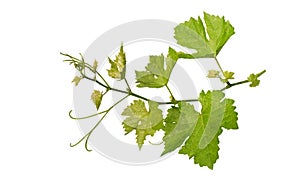 Grape leaves vine branch with tendrils isolated on white background, clipping path included photo