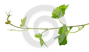 Grape leaves vine branch with tendrils, isolated on white background, clipping path. Green branch of grape vine.