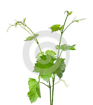 Grape leaves vine branch with tendrils, isolated on white background, clipping path. Green branch of grape vine.