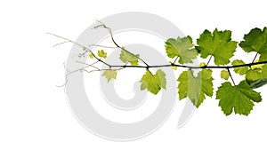 Grape leaves vine branch with tendrils isolated on white background, clipping path included.
