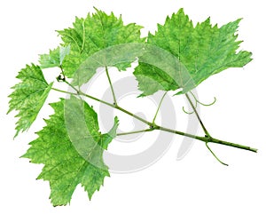 Grape leaves or vine leaves on the white background