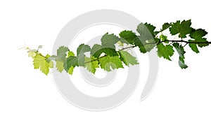 Grape leaves vine plant branch with tendrils isolated on white background, clipping path included