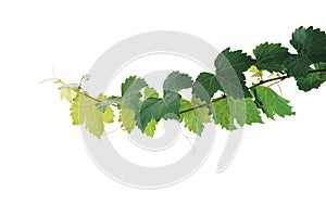 Grape leaves vine plant branch with tendrils isolated on white background, clipping path included